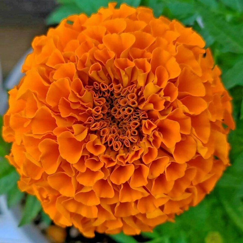 Hawaii óriás bársonyvirág - büdöske, Tagetes erecta, ehető virág